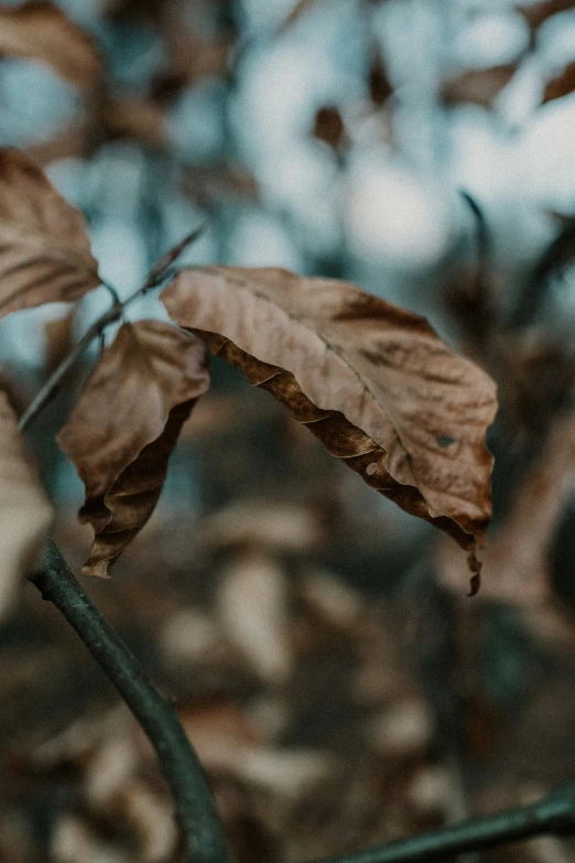 a close up image of two leaves on a bush