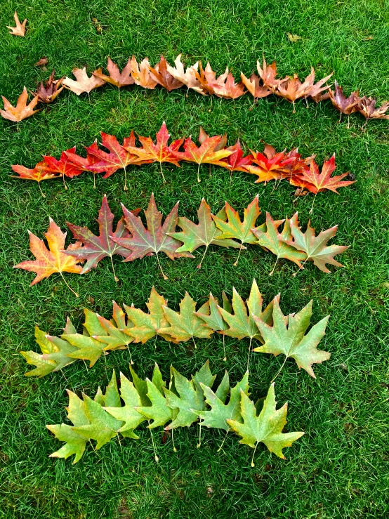 several leaves laying on the ground next to each other