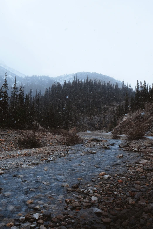 trees with snow falling off the tops of them on the rocky hillside