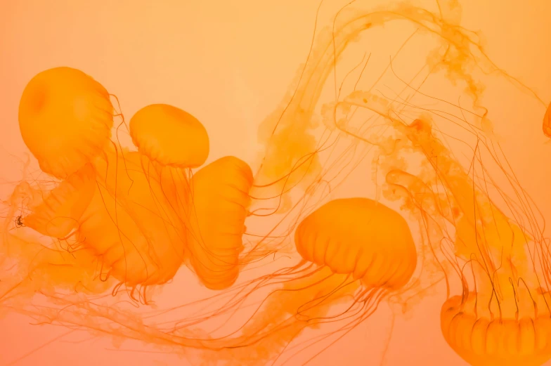 an aquarium exhibit with various types of jelly fish