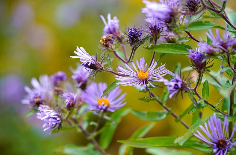 close - up image of flowers, like aster and daisies