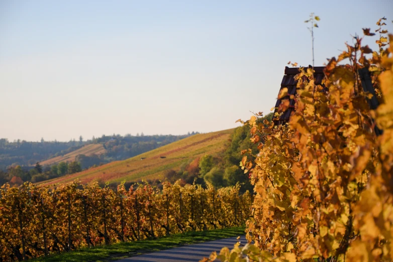 a tree line with many leaves and a hill in the distance