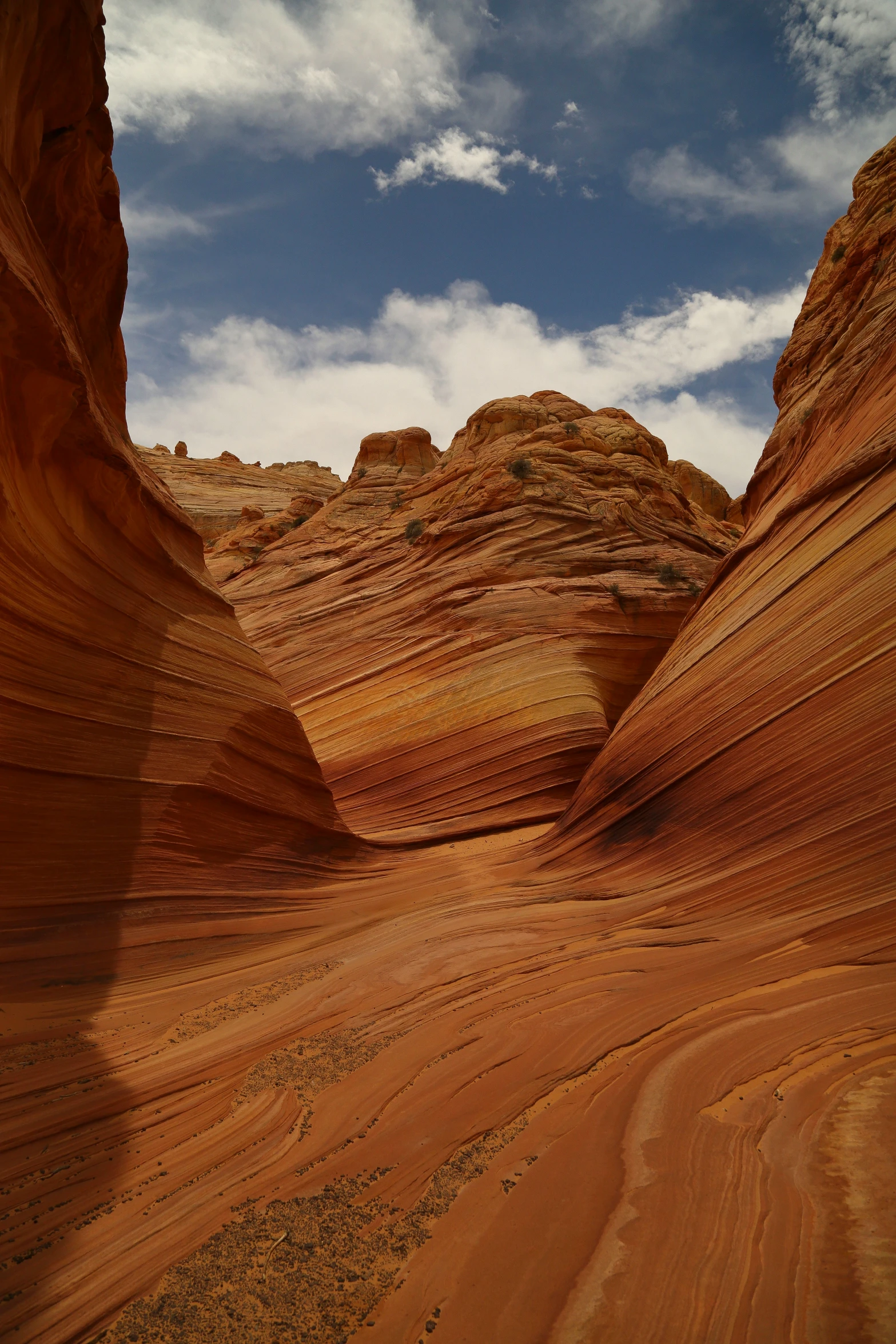 a very nice view in the desert with sp shrubs