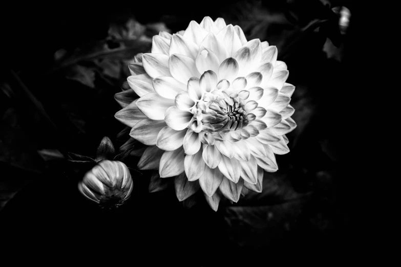 a black and white flower is sitting in the dark