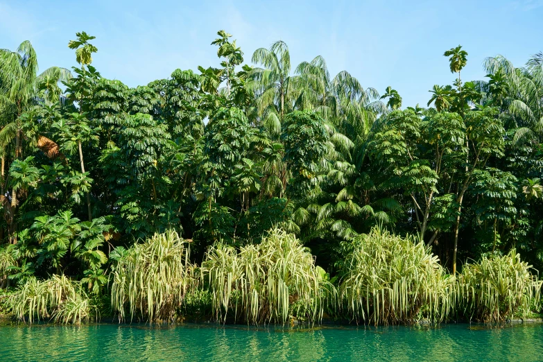 the water is green and clear for boats