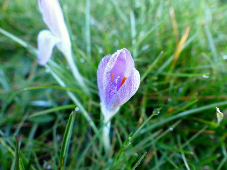 a tiny purple flower that has been sitting in the grass