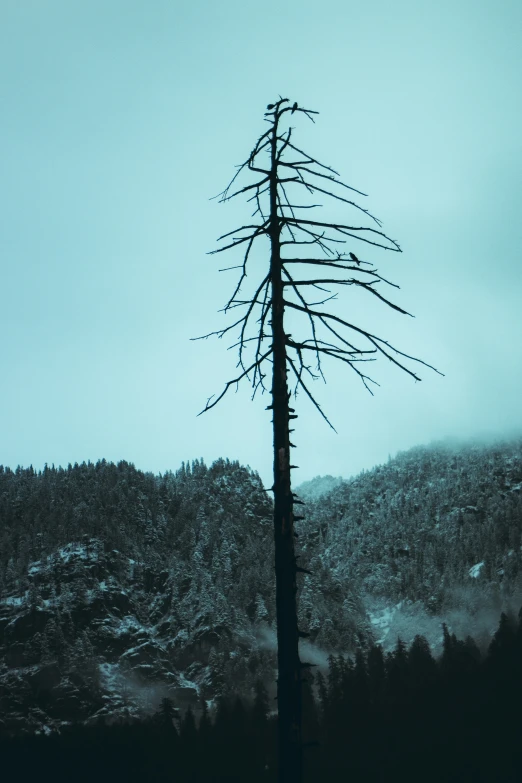 a lone tree stands in front of a snowy mountain