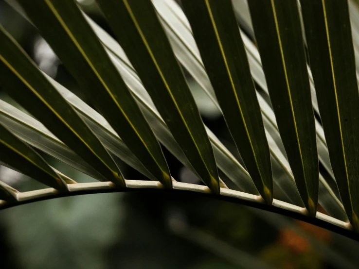 a close up of some palm leaves