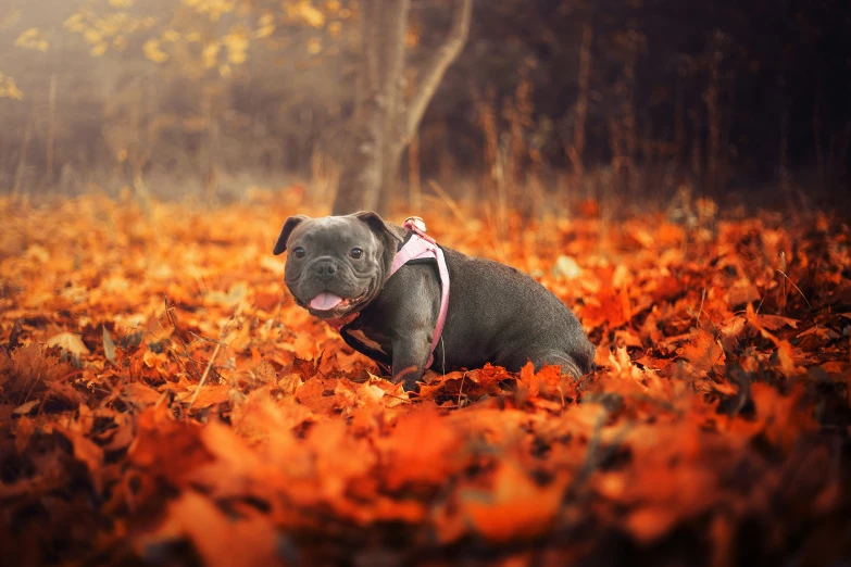 a dog sitting in a pile of leaf