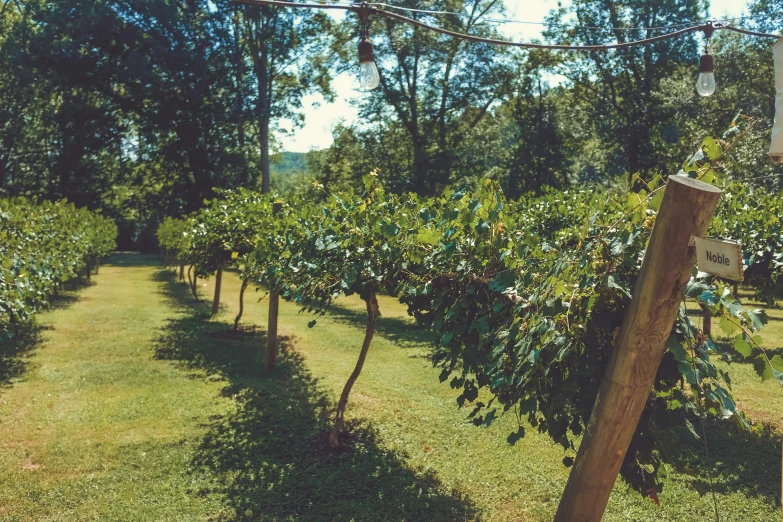 rows of trees in an orchard with signs