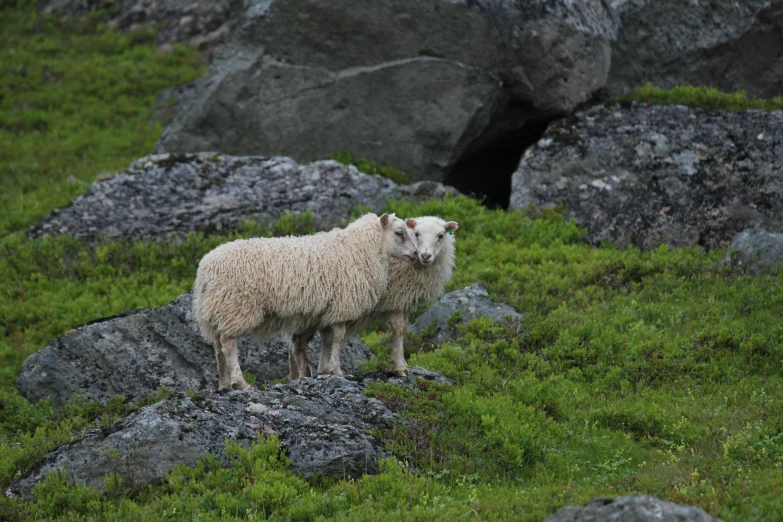 a sheep standing on a grassy hillside near large rocks