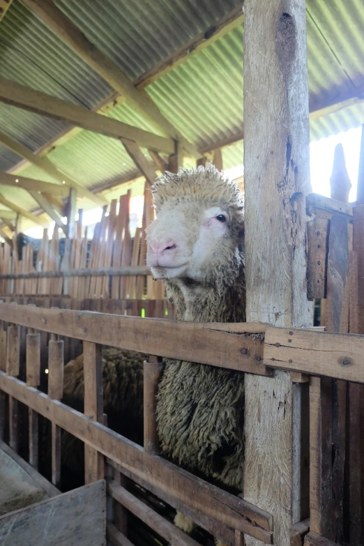 sheep in a stall looking at the camera