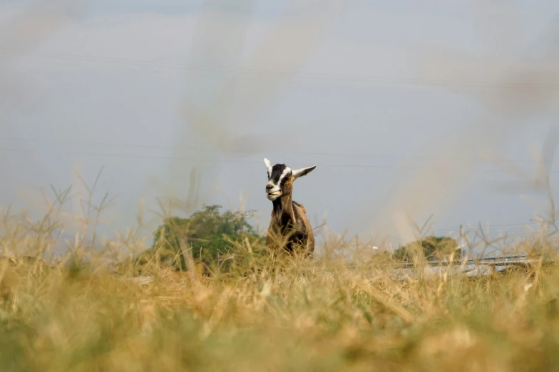 a goat is running through a dry field