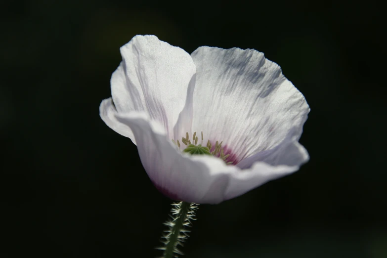 white flowers with green centers on black background