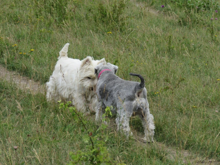 two white dogs on grass looking off into the distance