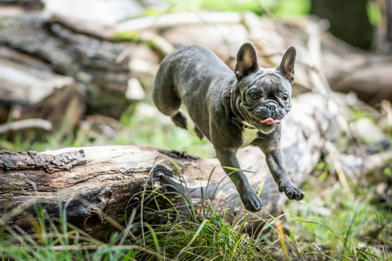 an adorable little dog jumping over a log