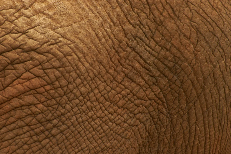 the texture of the skin of an elephant