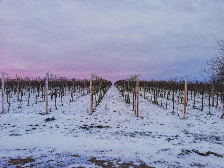 a field covered in snow under a purple sky