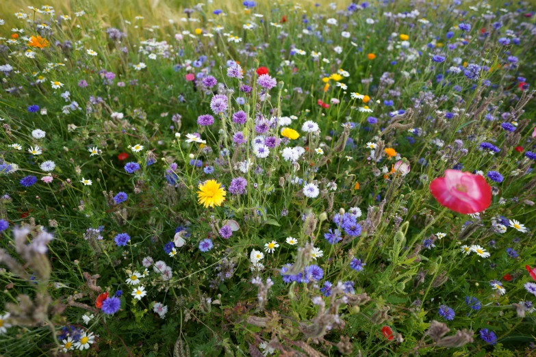 a meadow filled with lots of wild flowers