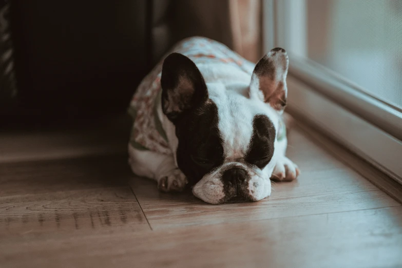 a dog resting its head on the floor