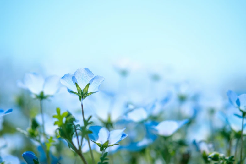 blue flowers growing in a green field