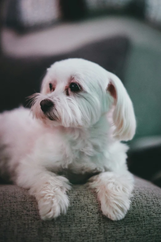 a white dog sits on the seat of a chair