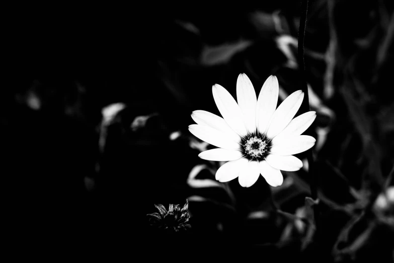 a black and white po of an up close daisy