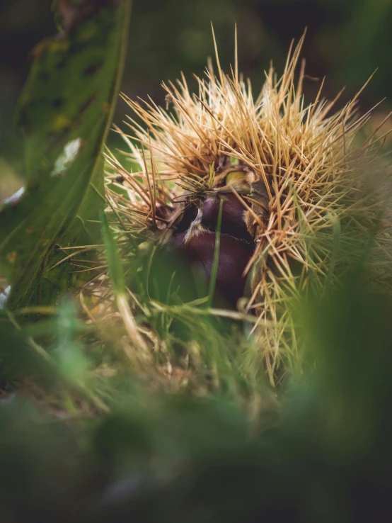 a bush with many brown flowers in it