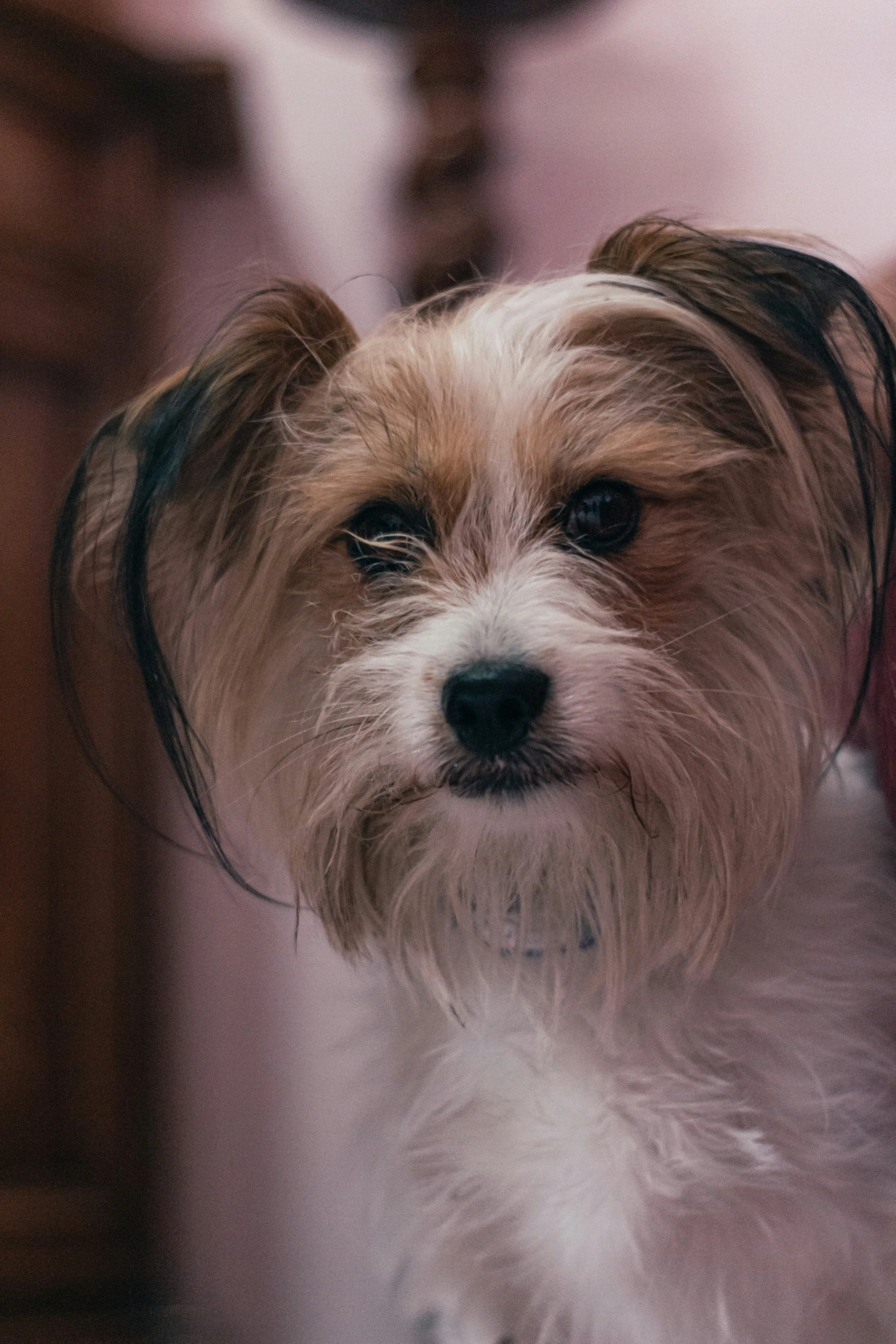 a little dog with big eyes sitting on a table