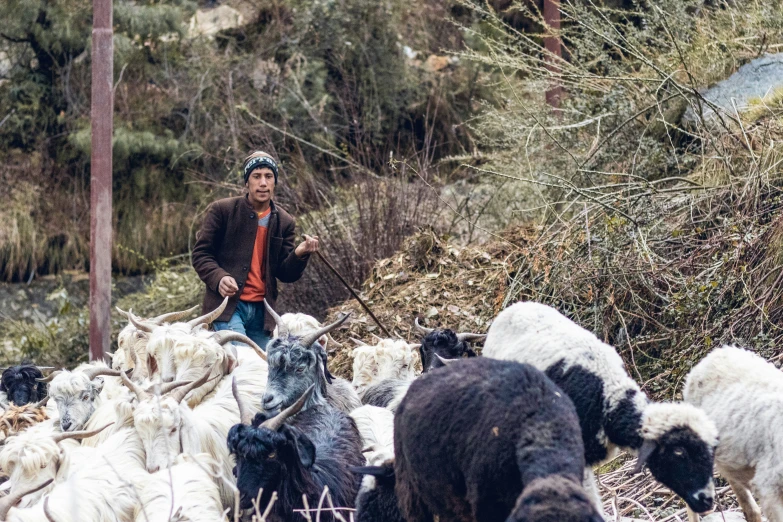 a man is herding goats on a road