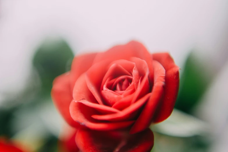 a red rose on the stem is growing