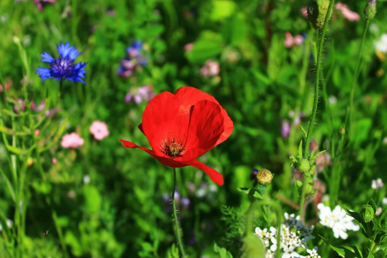 a large red poppy flower standing in a lush green field