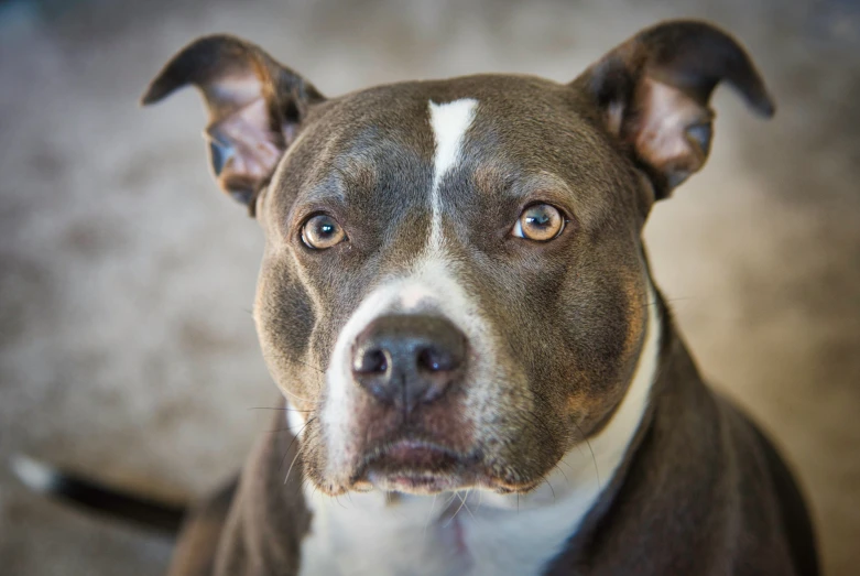 a pit bull dog stares at the camera