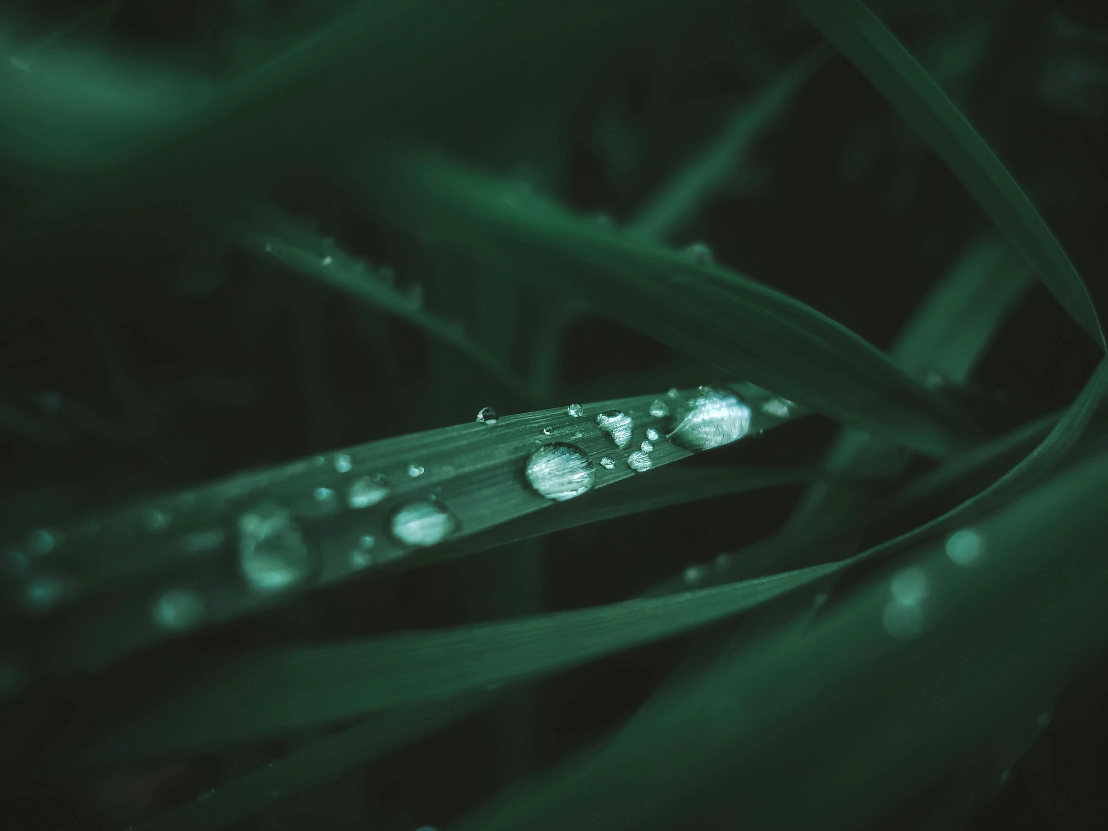 some grass with water droplets on it