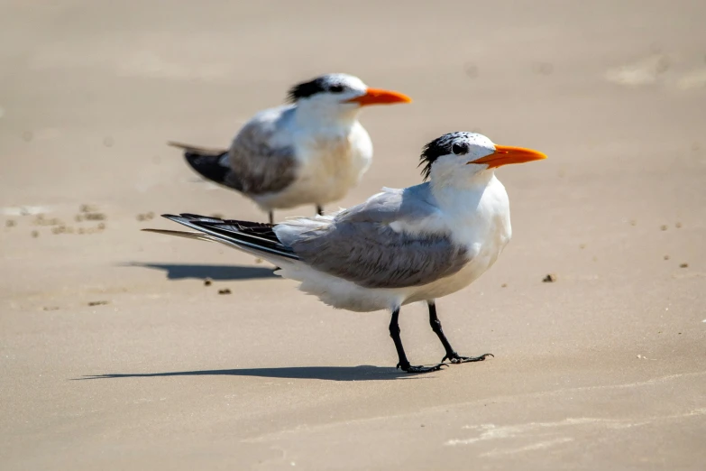 two gray and white birds standing on top of a beach
