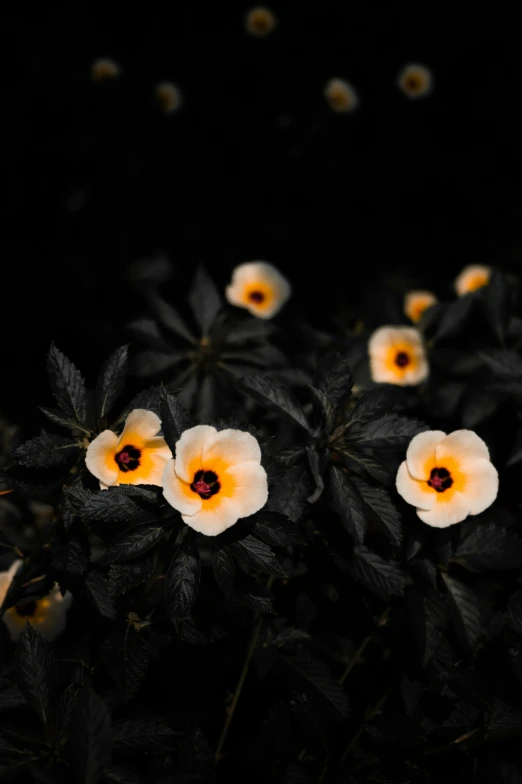 a group of white flowers with yellow center