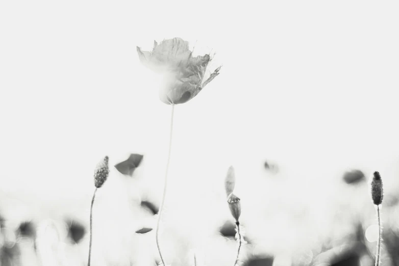 some grass flowers with a white background