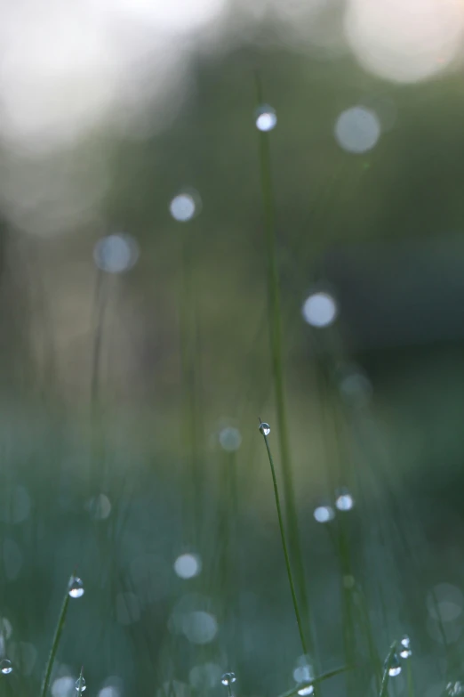 small drops of water on the grass in sunlight