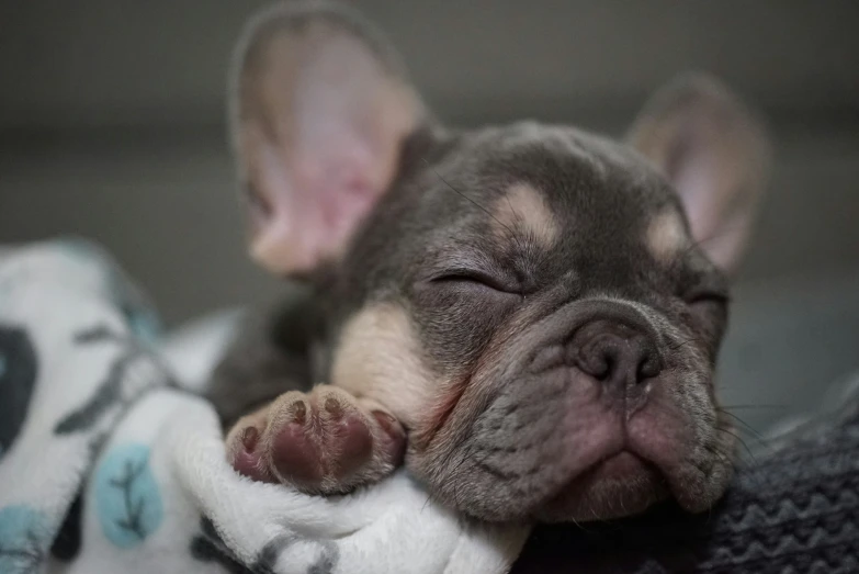 a little dog is sleeping on a bed