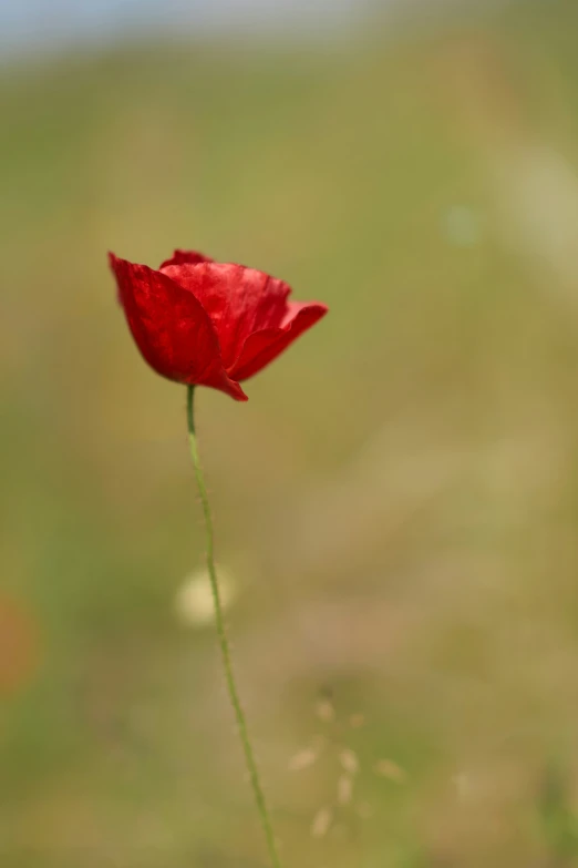 the single red flower is in bloom outside