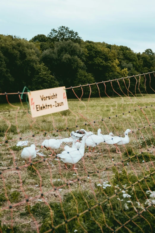 a fence with many birds in it sitting around