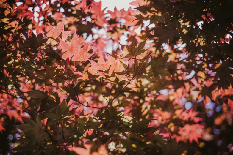 a tree is shown in full bloom and changing color