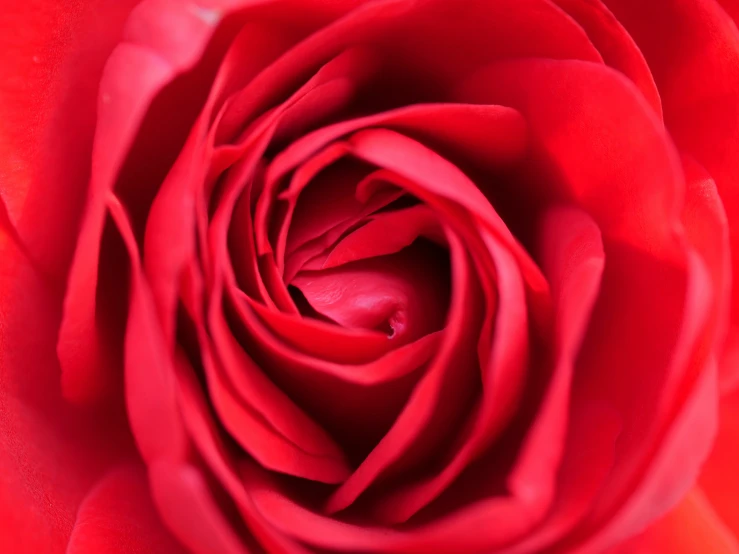 closeup of a bright red rose with lots of detail