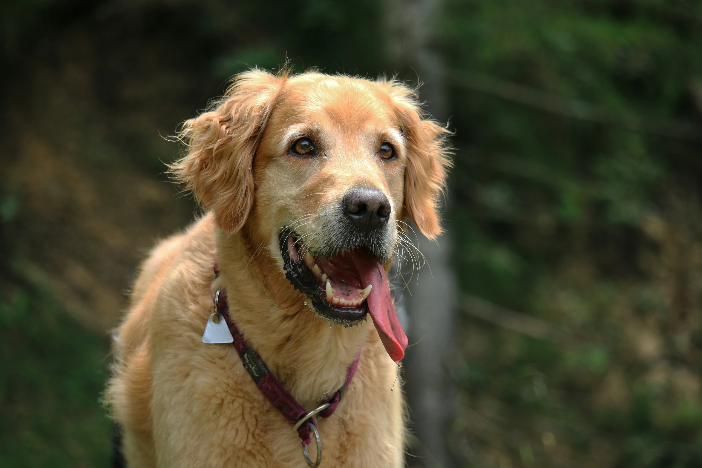 a dog panting while wearing a white collar