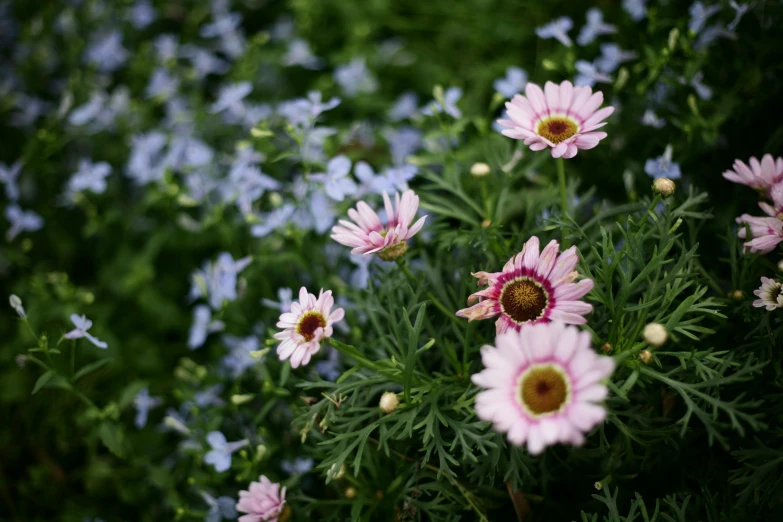 several flowers growing close together in the grass