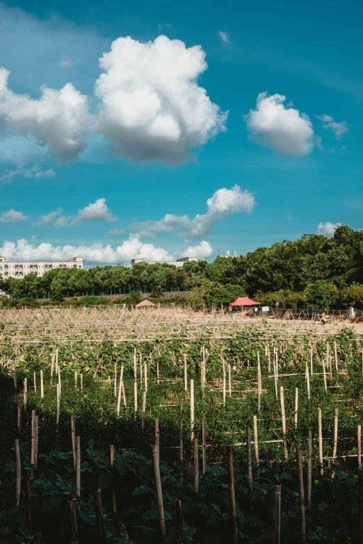 a large field of trees with sky in the background