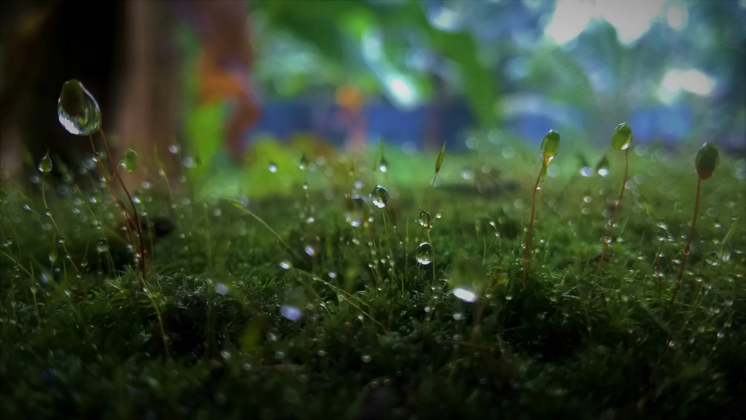 wet and green grass with drops of dew