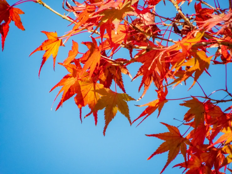 some leaves that are red on top of the tree