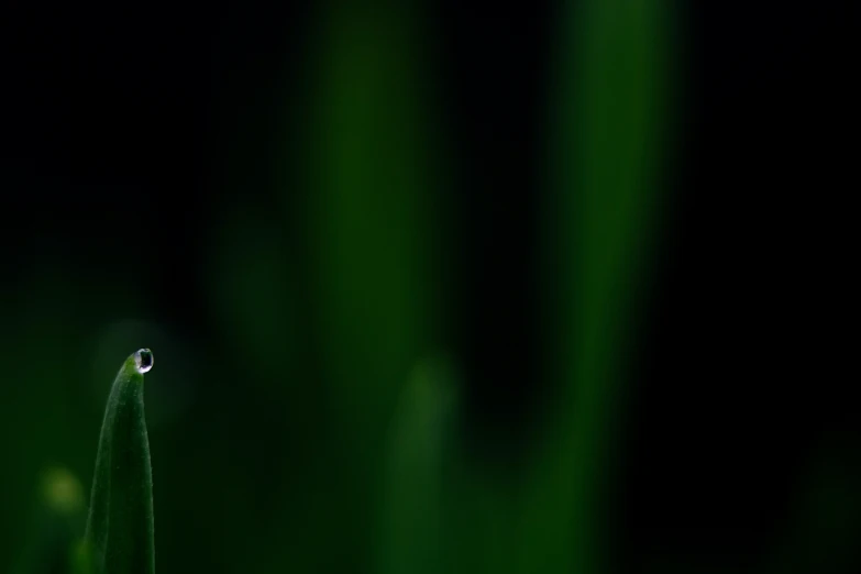 a single water droplet with green grass in the background