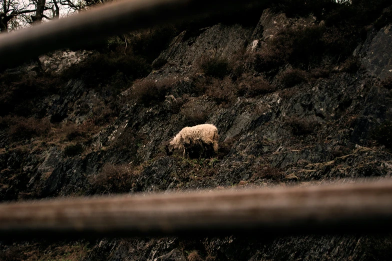 there is a small sheep standing on the side of a hill